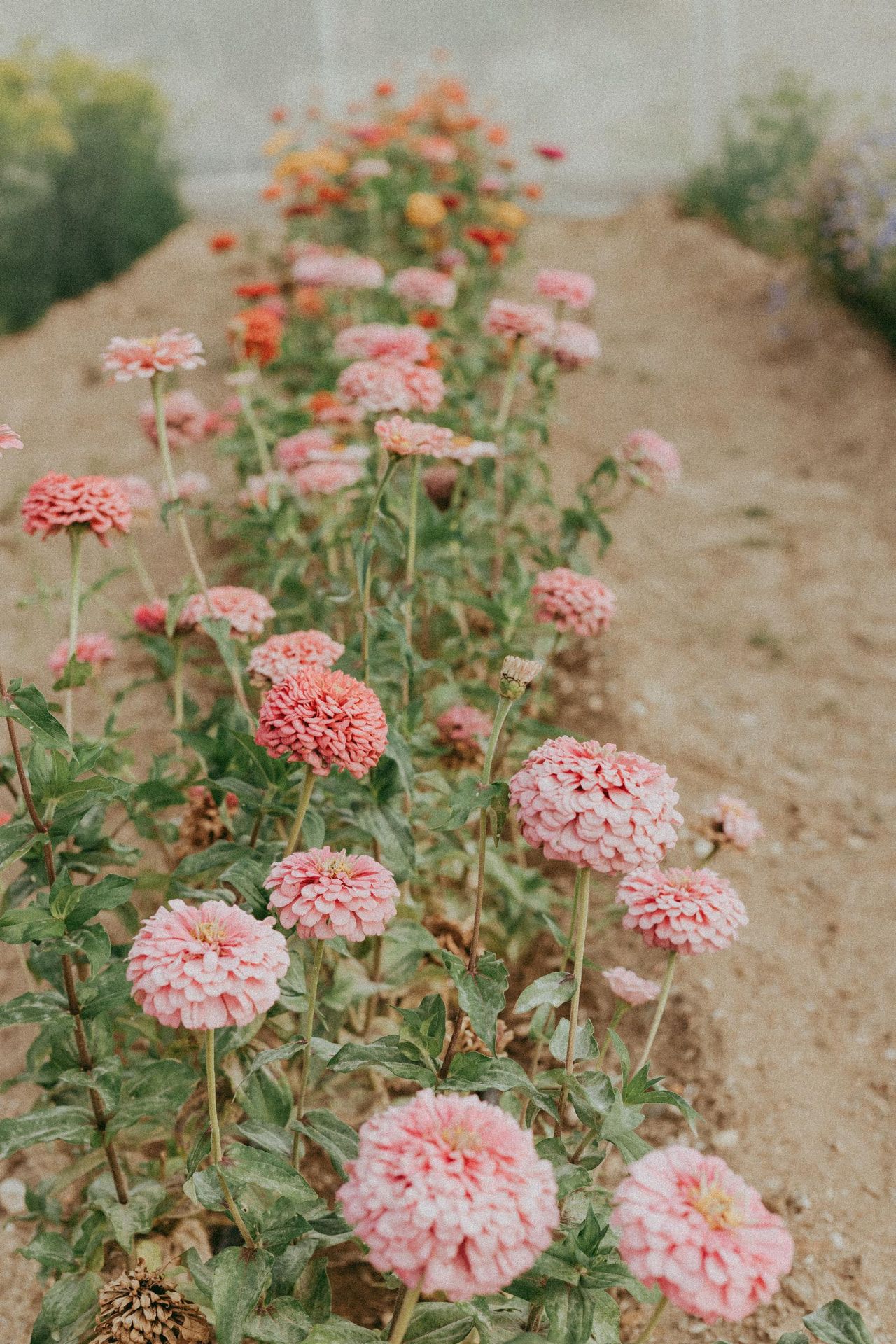 Rows of pink zinnia flowers along a sandy path at the flower farm